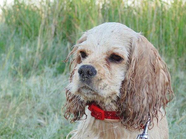 Ирина Дубняк