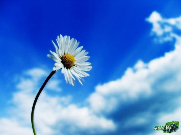 Лена Параций