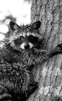 Алина Плечева