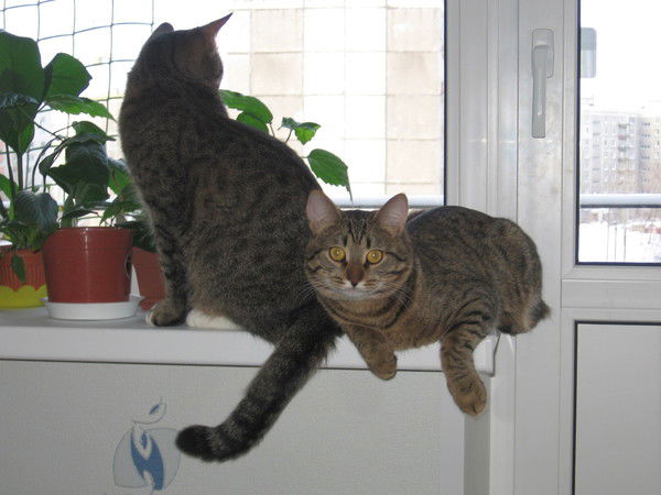 Елена Кондрашкина