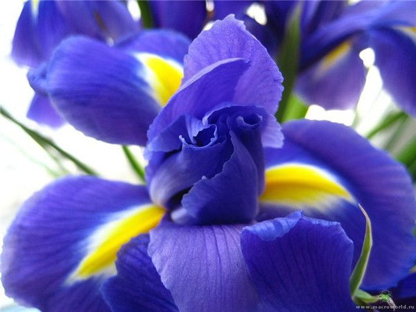 Ирина Завалишина