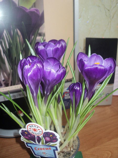 Гульфия Азимова