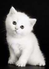 Наталья Горскина