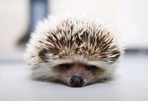 Инзиля ***********к