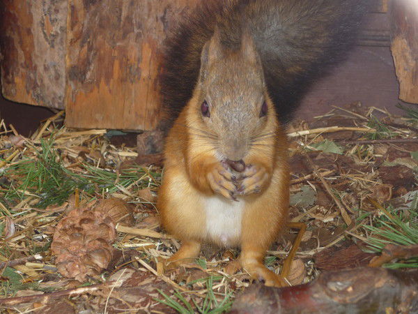 Фларида Павлова
