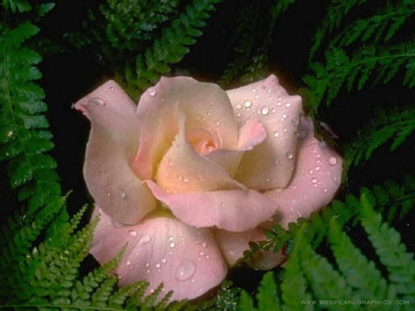 Baltabekova_Zk Baltabekova_Zk