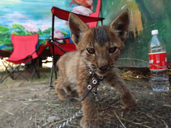 Татьяна Крехова