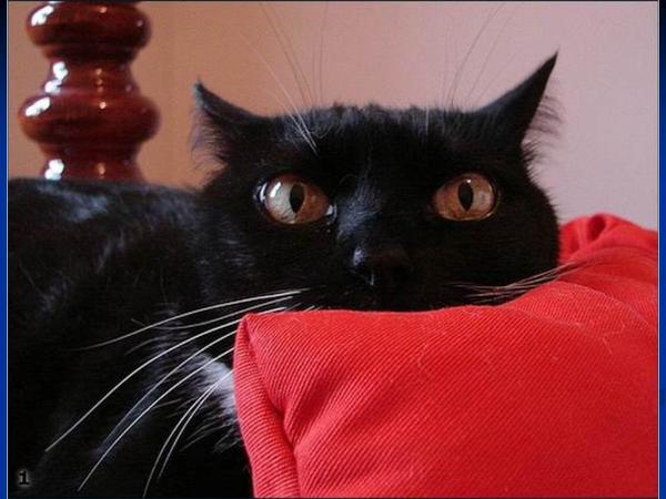 Вячеслав Измалков