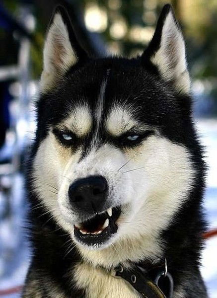 Андрей Соболев