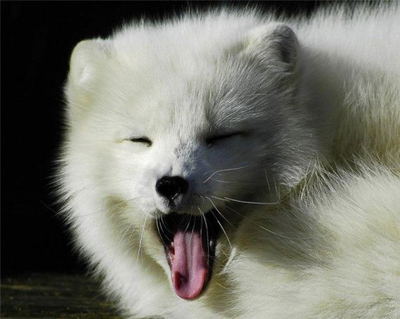 Михаил Михайлов