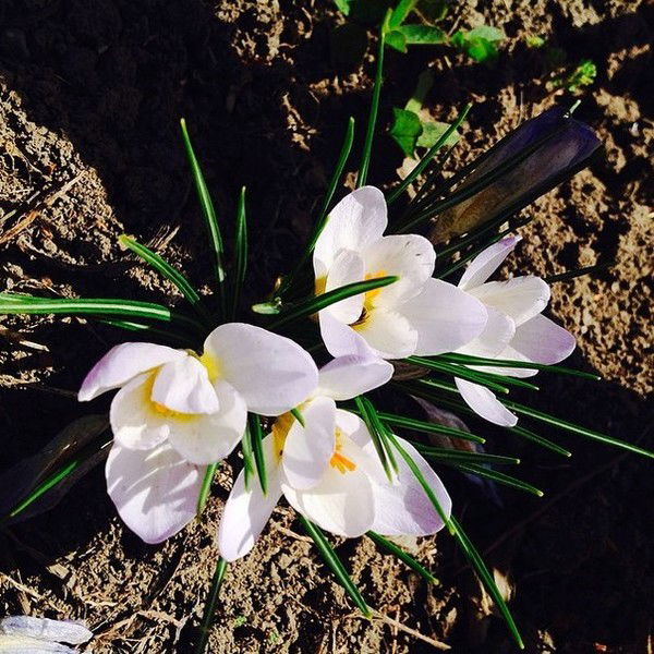 Жанар Байгутова