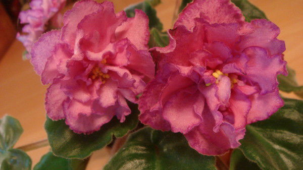 Елена Донскова