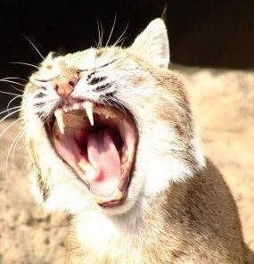 Вера Корелова