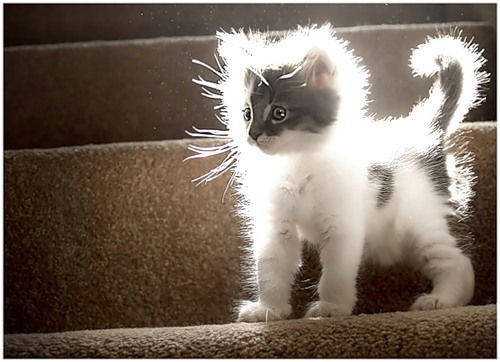 Елена Пантелеева