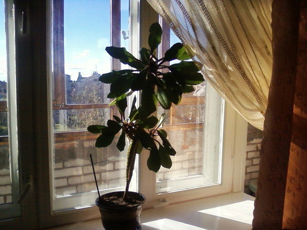 Раиса Гаврилова