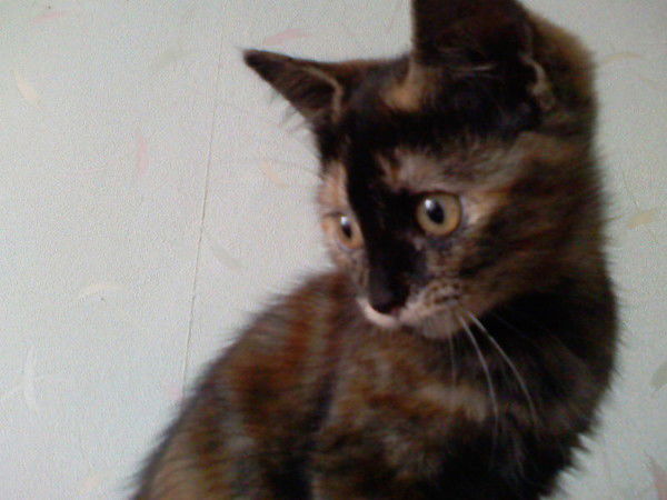 Ирина Головко