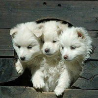 Дашуся Крипак