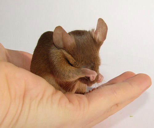 Мансур Мингазов