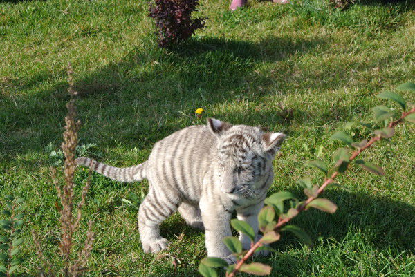 Даша Варламова