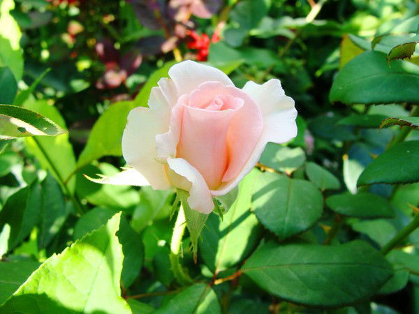 Наталья Дец