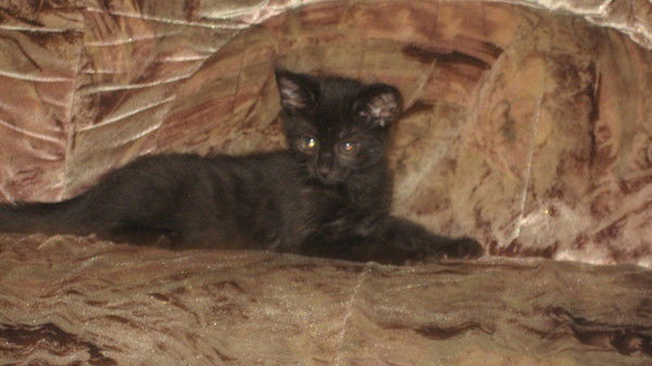 Виолетта Гребнер