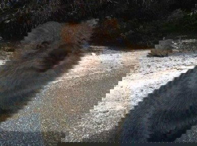 Марина Березовая