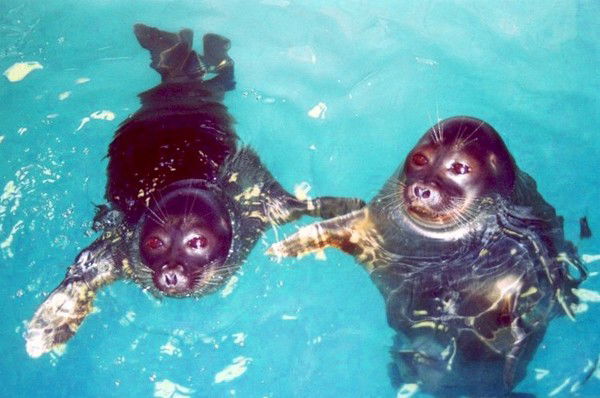 Александра Теплякова