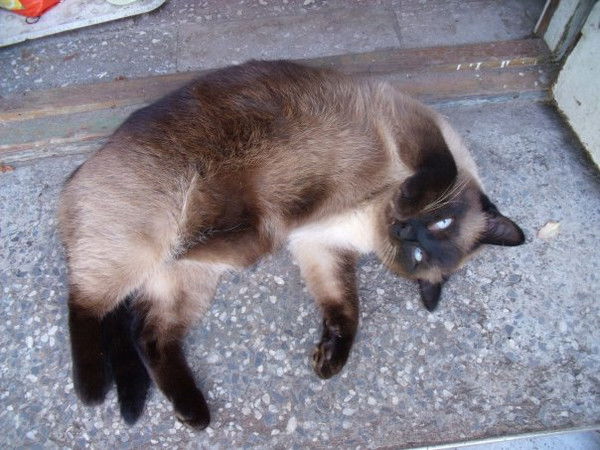 Вероника Паукова