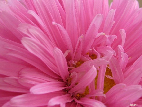 Анастасия Трохимец