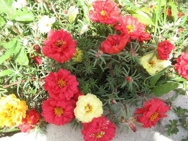 Мехри Дараева