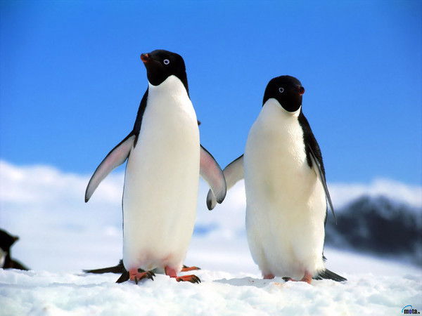 Петя Лазарев