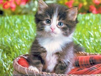 Анастасия Шишова