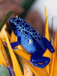 Анатолий Шерстнев