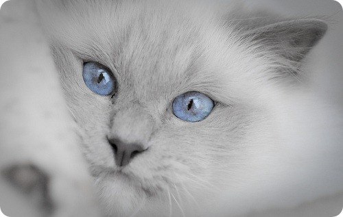 Елена Ступина