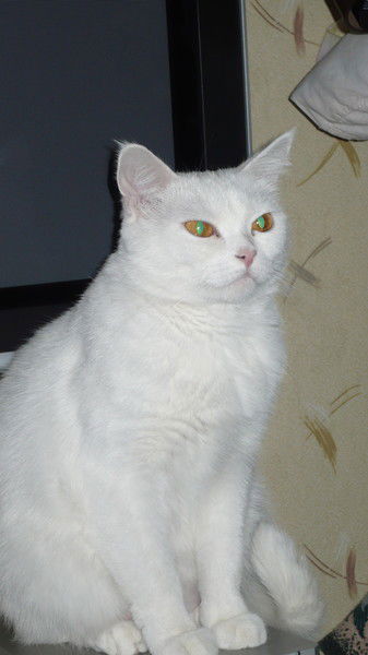 Галина Мотора