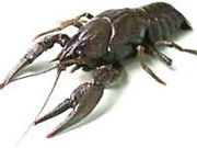 Виталий Балутин