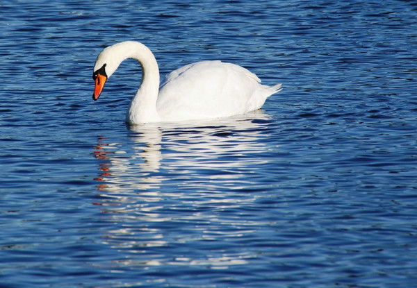 Анетта Быкова