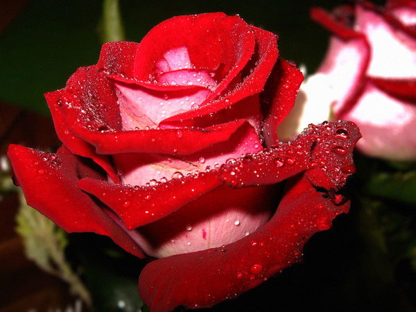 Айжан Бекетова