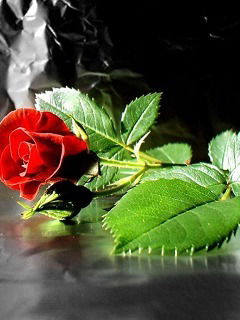 Гульвира Ашимова