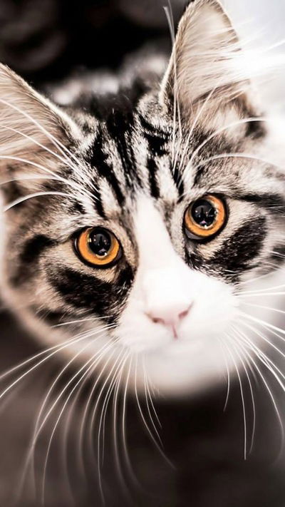 Анжелика Лежнина