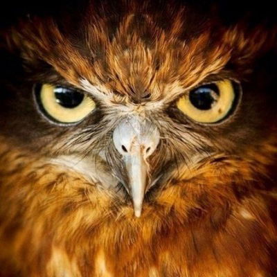 Максим Коваль