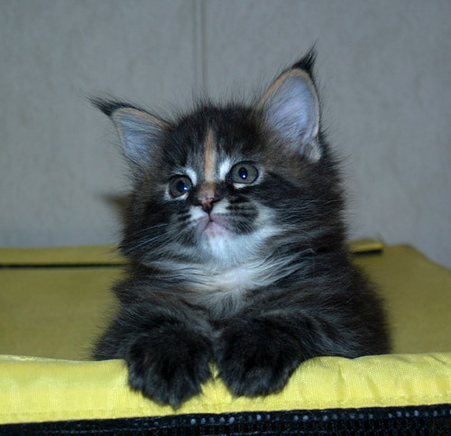 Витя Панченко