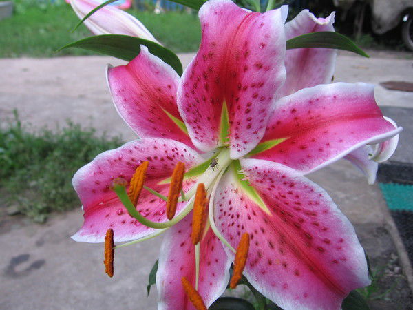 Ксюша Старик