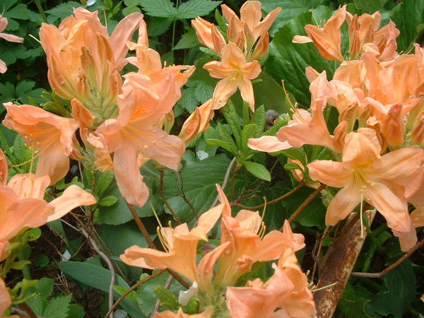 Татьяна Рожковская