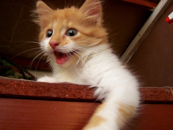 Руслан Батыршин