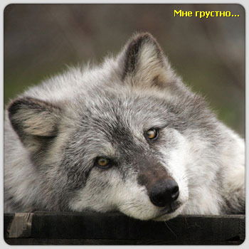 Бабко Максим