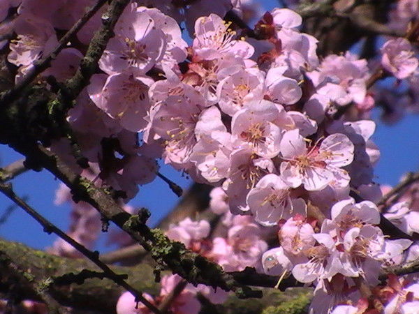 Нонна Богомолова