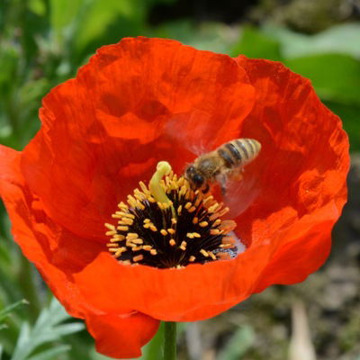 Anastasia Starchenko