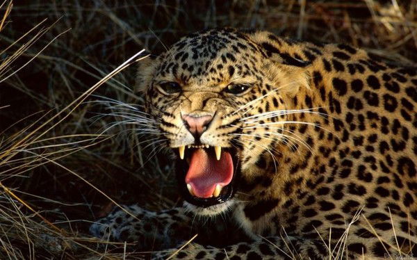 Габит Боскумбаев