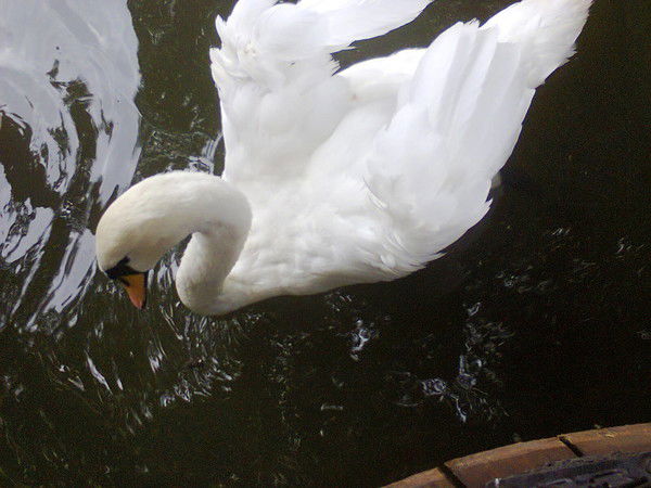 Ирина Гуляйкина